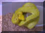 Avail-python-canchondroF.jpg (45470 bytes)